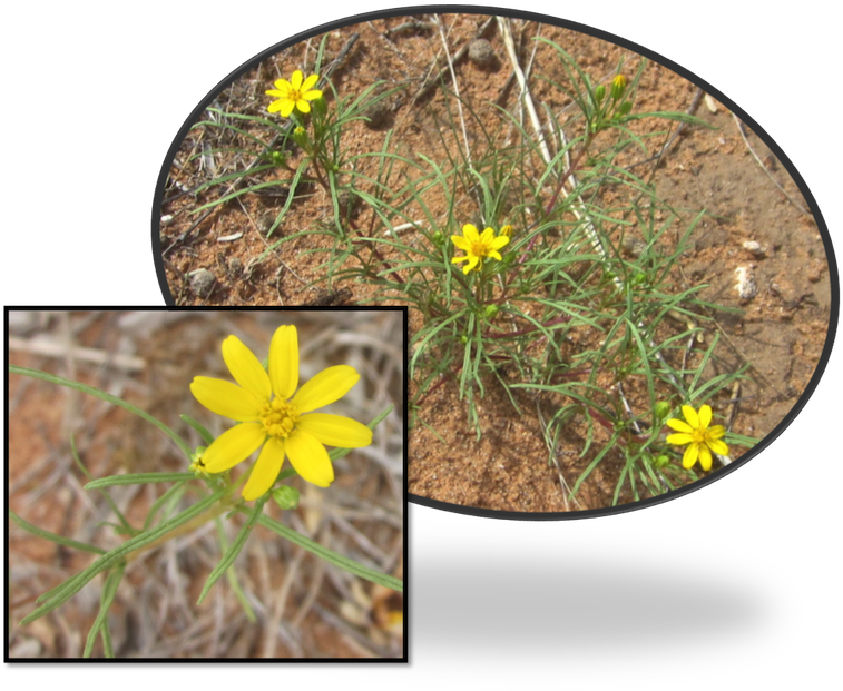 Limoncillo Thick, Grass-like Leaves Are Covered With - Buttercup (800x686), Png Download