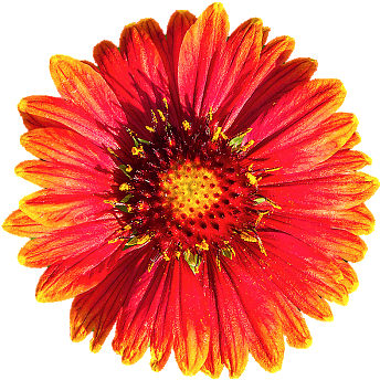 20111016 Fall Flower Sale Smshore 106 As Smart Object - Flower (350x347), Png Download