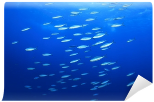 Shoal Of Sardine Fish On Blue Ocean Background Wall - Wall (400x400), Png Download