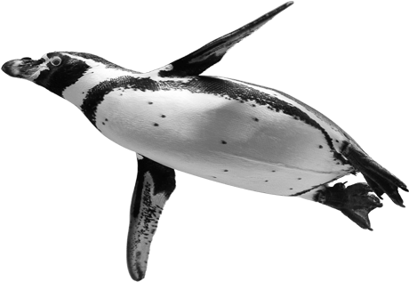 Ocean Birds Png Background Image - Penguin (536x414), Png Download