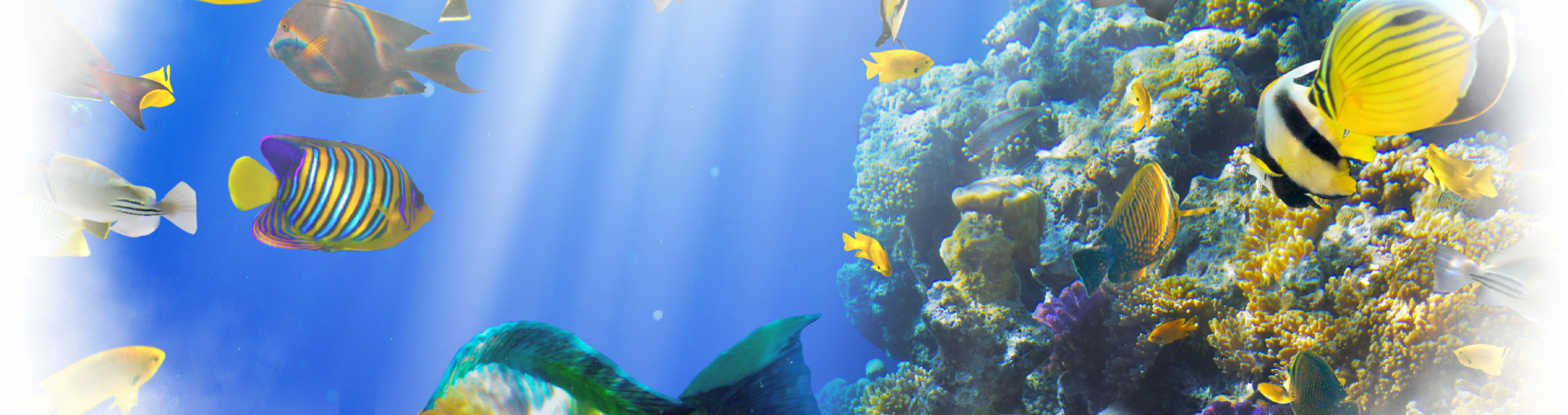 Background Ocean Paradise - Coral Reef Fish (1700x450), Png Download