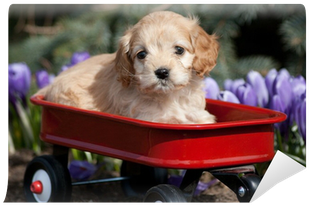 Cocker Spaniel Puppy Sitting On A Red Wagon Wall Mural - English Cocker Spaniel (400x400), Png Download