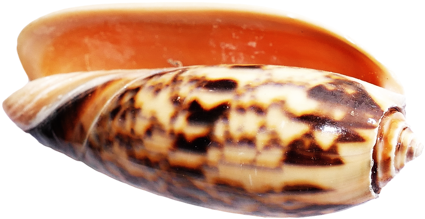 Sea Ocean Shell Png Image - Seashell (1464x886), Png Download