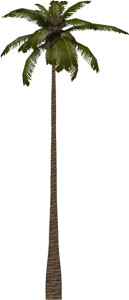 Coastal Palm - Wiki (617x617), Png Download