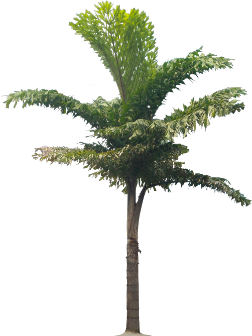 Caryota Urens - Palm Trees (517x700), Png Download