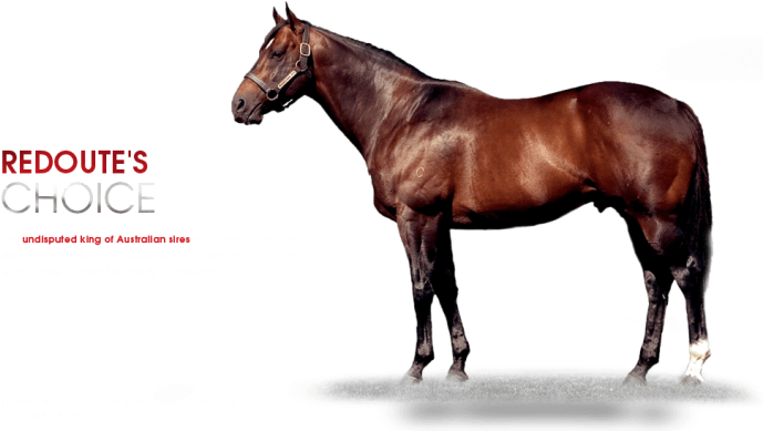 Arrowfield's Redoute's Choice A Sire - Kheleyf Stallion (701x404), Png Download