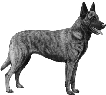 Dutch Shepherd - B&w - Dutch Shepherd Png (450x360), Png Download