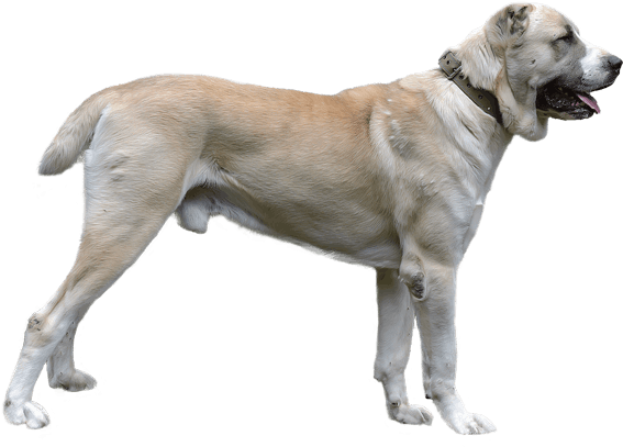 Appearance Of Central Asian Shepherd - Dog (567x489), Png Download