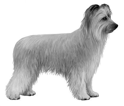 Pyrenean Shepherd - B&w - Pyrenean Shepherd Gray (450x360), Png Download