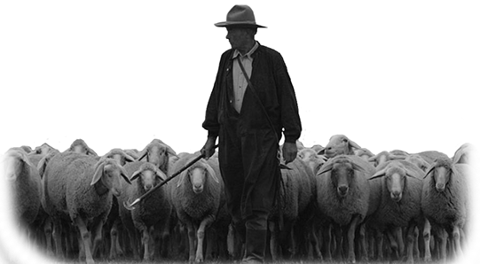 Shepherd Sheep 10 - Shepherd And Sheep (541x298), Png Download