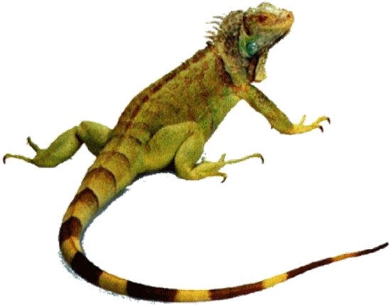 Imagem Sem Fundo - Animals That Crawl Lizard (620x471), Png Download