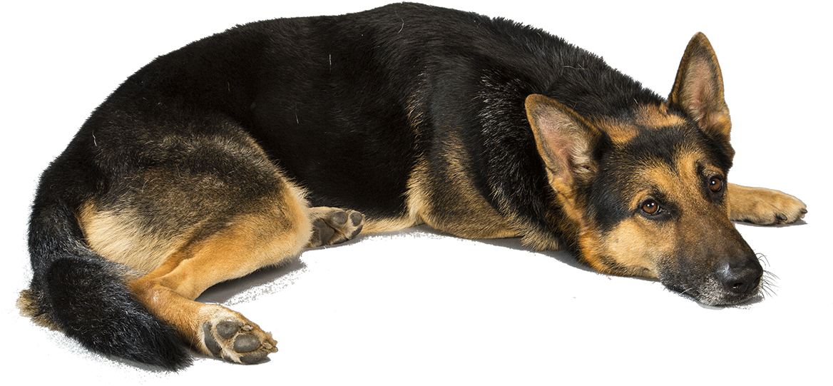 German Shepherd Dog Picture - Love German Shepherd Dogs (1170x780), Png Download