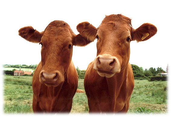 Large Animal Department - Animal (570x394), Png Download