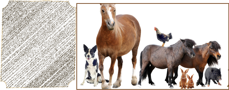 You'll Be Able To Keep Your Farm Animals On Schedule - Farm Animals Lined Up (950x401), Png Download