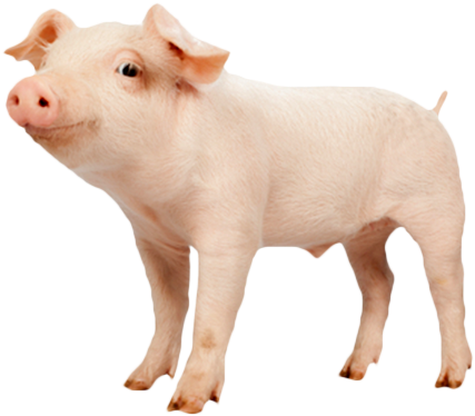 Domestic Pig (442x379), Png Download