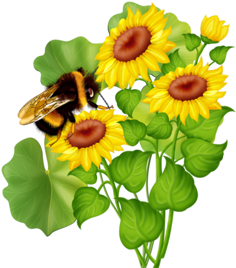 Sunflower (600x556), Png Download