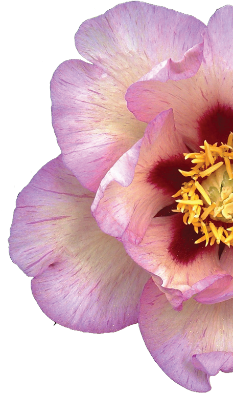 Valleybrook Gardens Ltd (546x800), Png Download