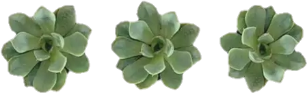 Related Wallpapers - Overlay Tumblr Transparent Green (500x500), Png Download