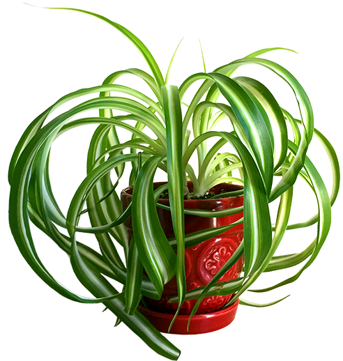 Here's A Spider Plant To Purify The Atmosphere Of Your - Spider Plant Transparent Background (500x529), Png Download
