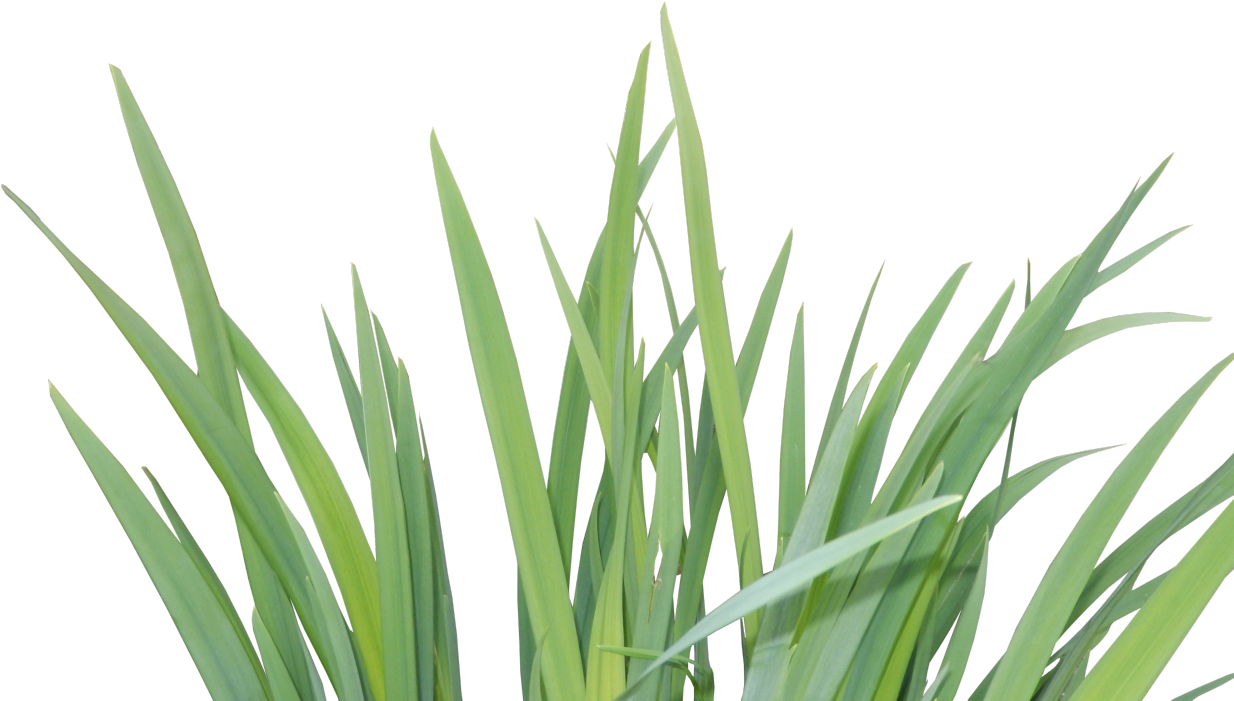 Plants (1280x720), Png Download