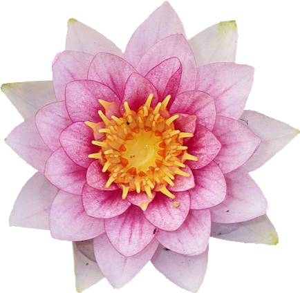 Divine Lotus (500x484), Png Download