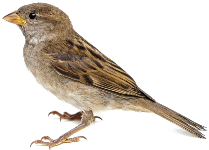 Sparrow Png Image Background - Sparrow Png (885x560), Png Download