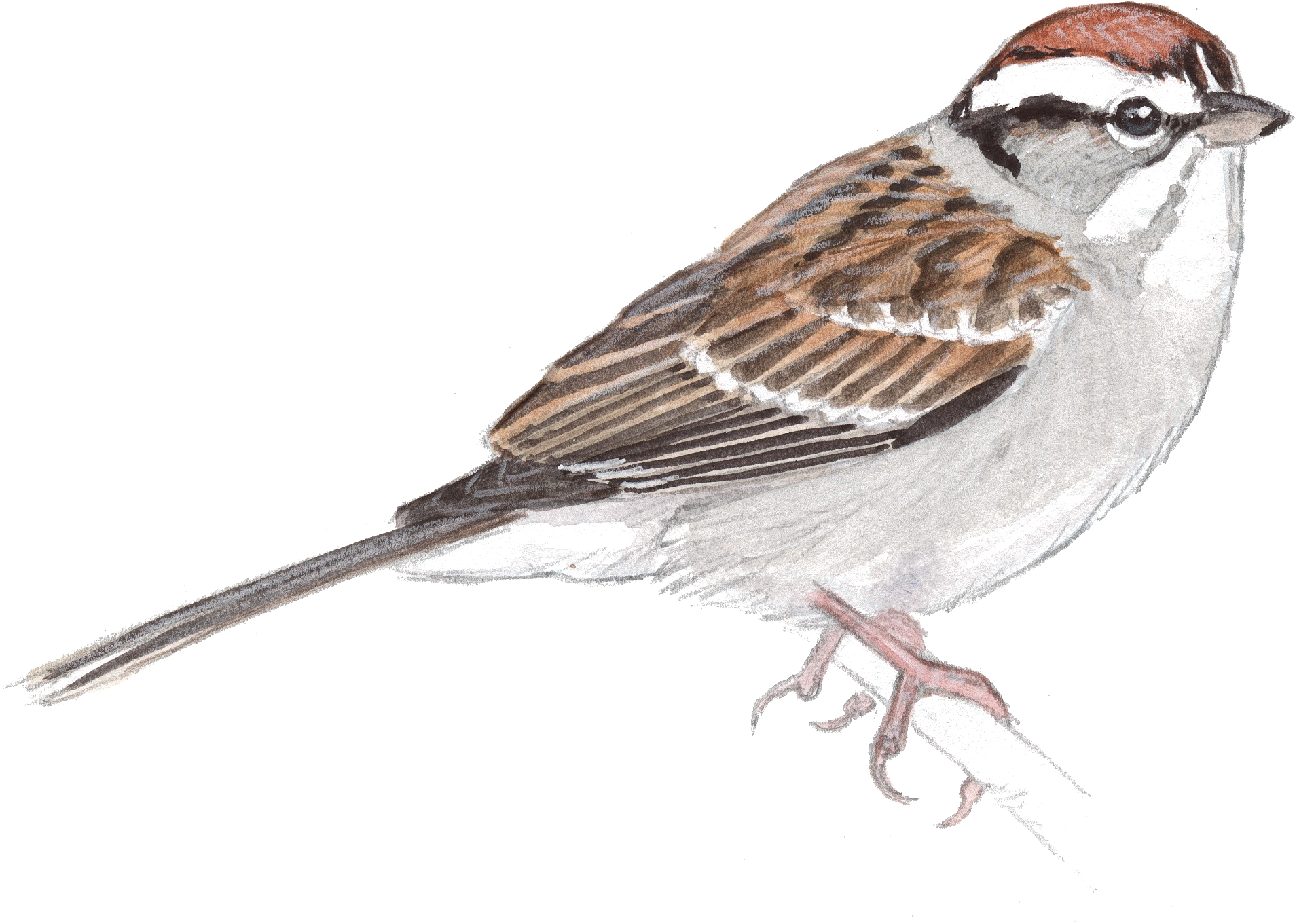 Sparrow Png Transparent Image - Drawing Of A Sparrow (1909x1374), Png Download
