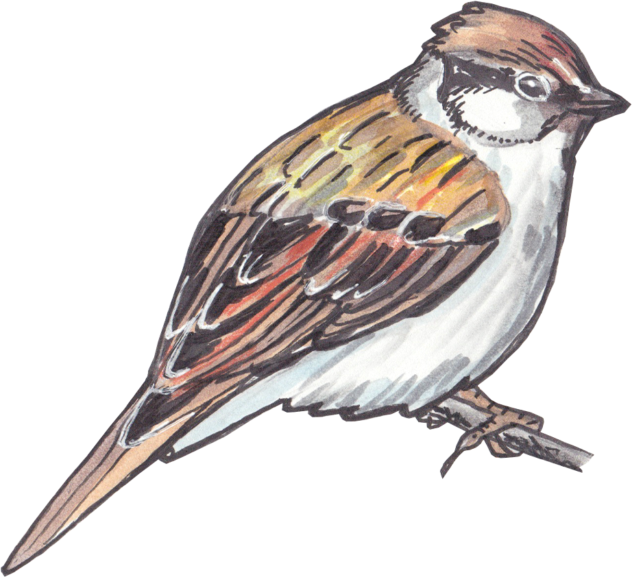 Sparrow Png Clipart - Bird (1200x1200), Png Download