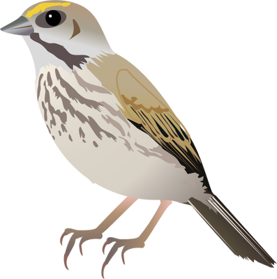 Sparrow Png - Drawing Of Seaside Sparrow (397x400), Png Download