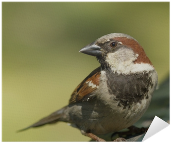 House Sparrow (400x400), Png Download