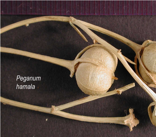 Thursday, July 28, - Twig (658x465), Png Download