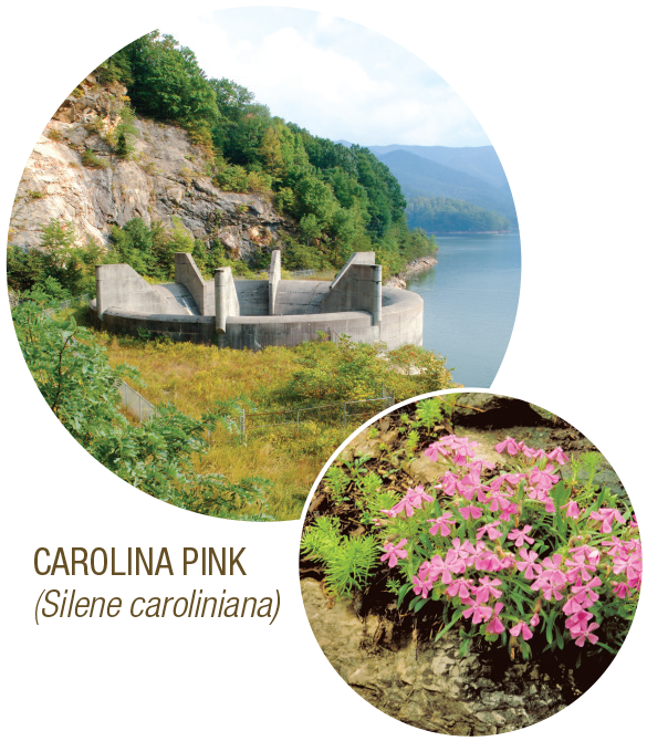 Super Swims - Tennessee Valley Authority (600x669), Png Download