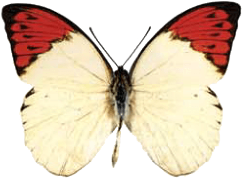 Butterfly House At Put In Bay - Orange Tip Butterfly Transparent (519x380), Png Download