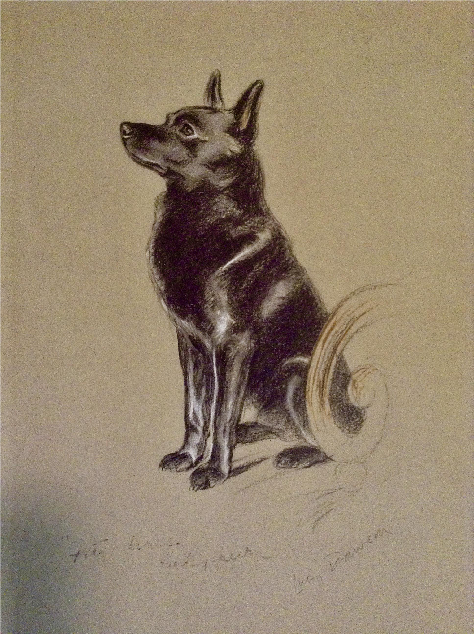 1930's-1940's Lucy Dawson, Schipperke Named Peter Framed - Schipperke In Art (2048x2048), Png Download