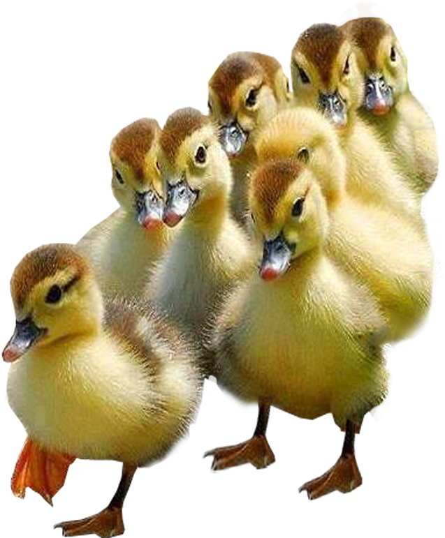 Ducks Transparent (800x800), Png Download