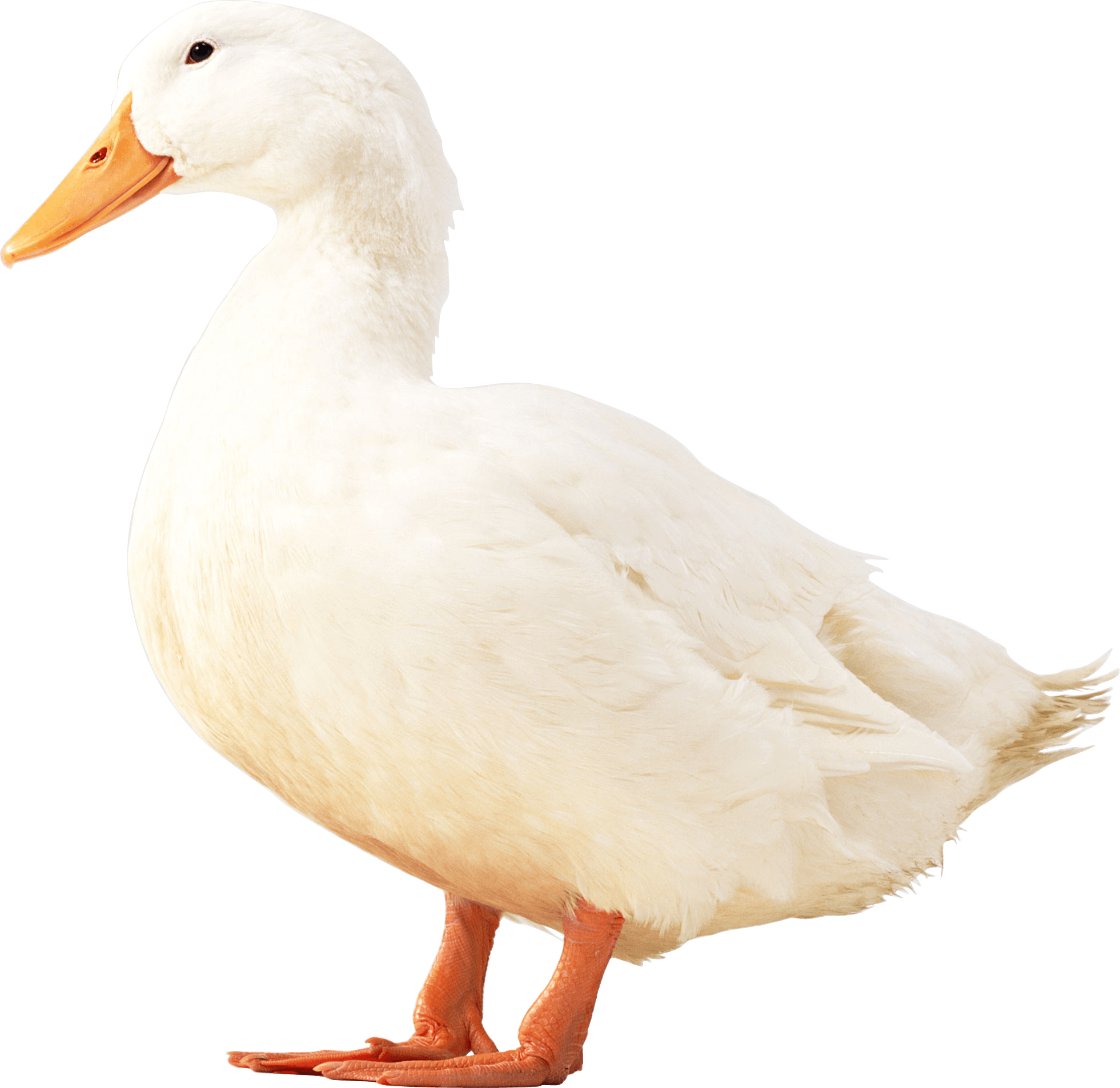 White Duck Png (1961x1905), Png Download