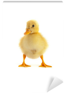 Yellow (400x400), Png Download