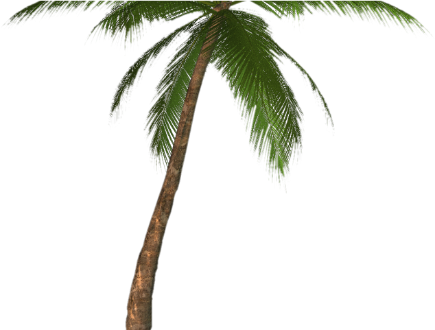 Palm Tree Png Transparent Images - Palm Tree Png Transparent (640x480), Png Download