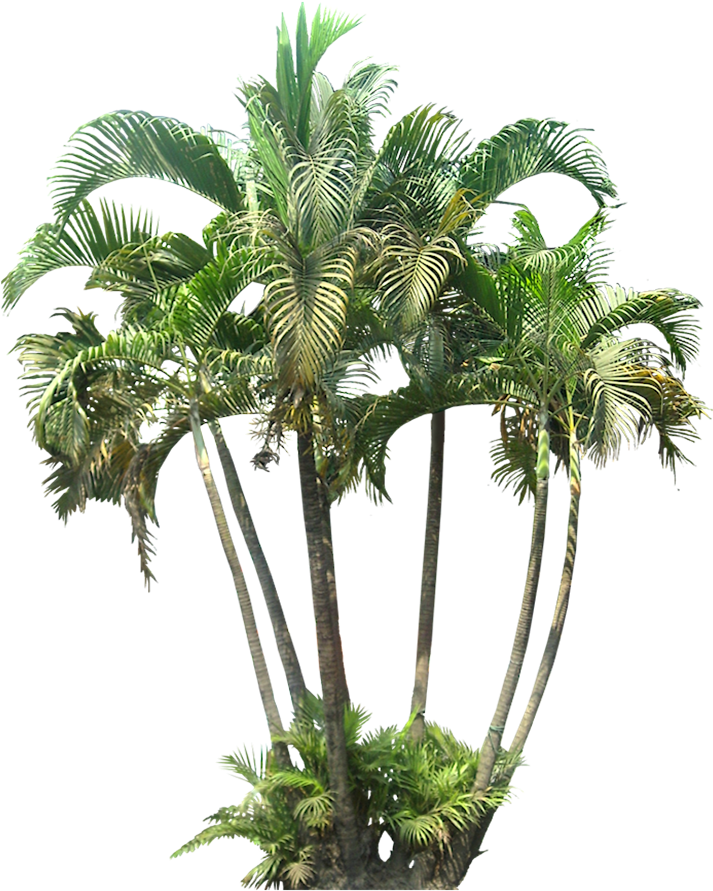 Google Search Palm Tree Png, Plant Images, Tree Images, - Palm Tree For Photoshop (733x913), Png Download