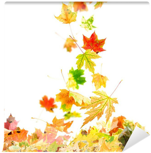 Colorful Autumn Leaves Falling To The Ground Wall Mural - Falling Maple Leaves (400x400), Png Download