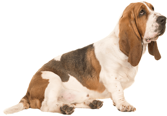 Basset Hound Png File - Dog Image With A Transparent Background (567x489), Png Download