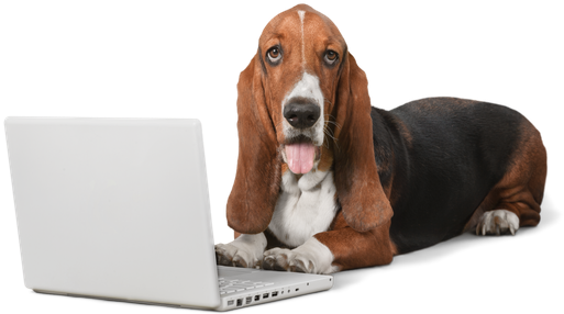 Basset Hound Png Hd - Dog (550x312), Png Download