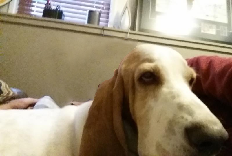 Basset Hound (800x750), Png Download