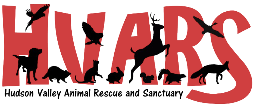 Hvars Logo - Poster (1000x563), Png Download