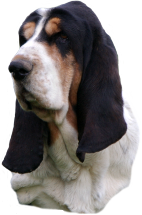 Basset Hound Head Study, Black Nose Sailor Maintain - Basset Hound (465x700), Png Download