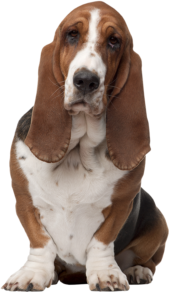 Basset Hound (722x955), Png Download