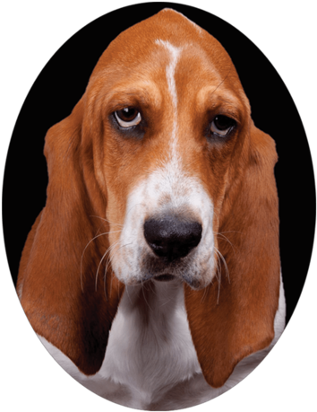 Basset Hound Framed In An Oval Nail Art Decals - Dog With Sad Face (480x480), Png Download