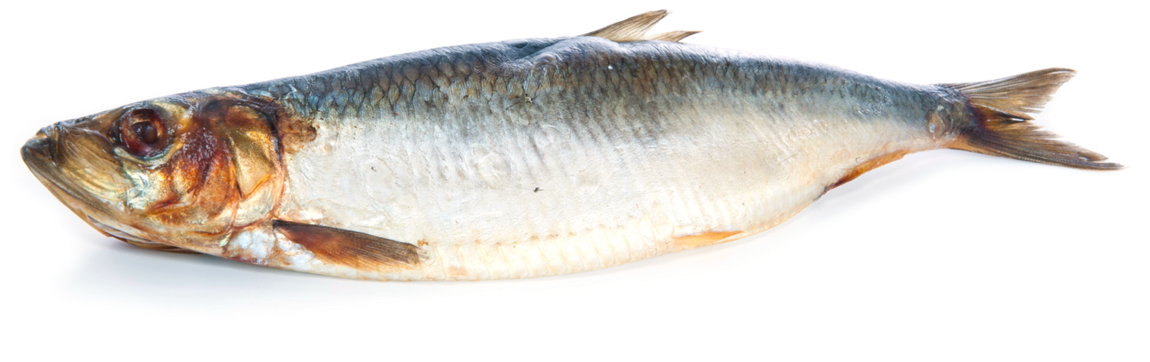 Hiphop Dance Silhouette Png - Coregonus Lavaretus (1200x428), Png Download