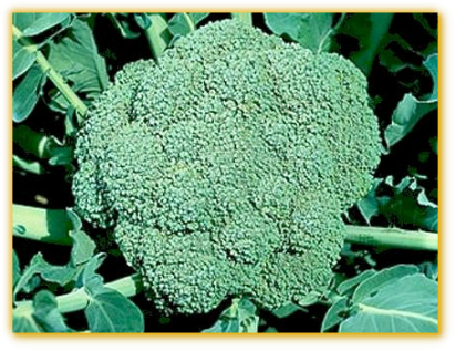 Broccoli Waltham - Everwilde Farms Waltham 29 Broccoli Seeds (425x330), Png Download