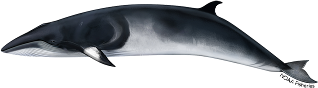 Minke Whale (640x427), Png Download